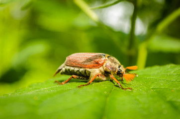 European beetle pest - common cockchafer  (Melolontha melolontha) close up photos