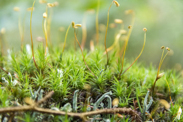 moss spores closeup