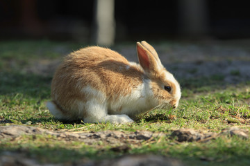 Cute little rabbit sits on a green meadow with shallow depth of field