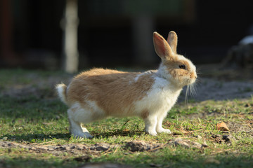 Ginger and white spotted rabbit stands still on a green glade