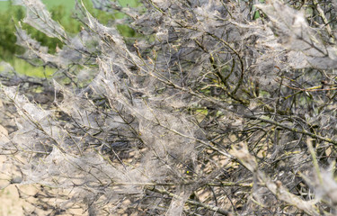 ermine moth web