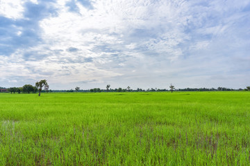 Landscape of a beautiful rice farm in countryside