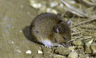 Wild vote / field mouse