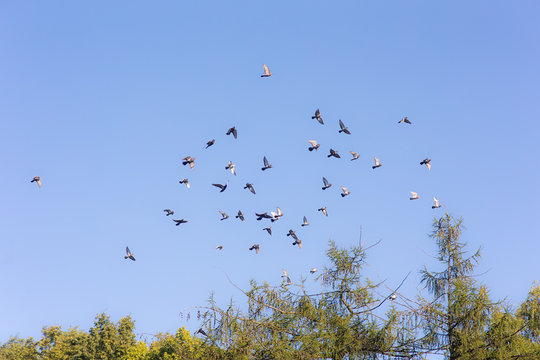 flock of pigeons in the sky