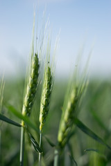 Green wheat