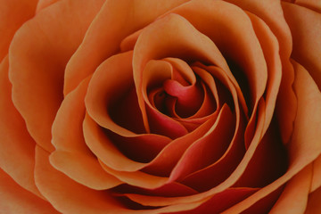 Rose flower closeup macro background pattern.