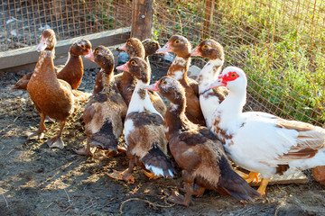 Duck with ducklings on a traditional poultry farm.
