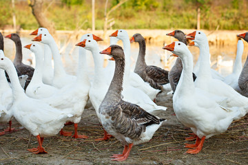 geese on the poultry farm.