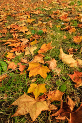 Brightly colored autumn leaves