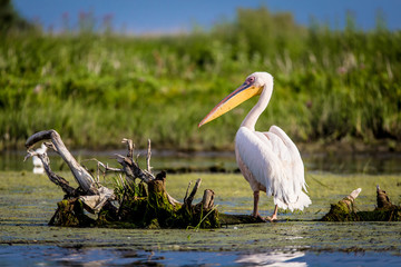 Pelican in Danube Delta, Romania
