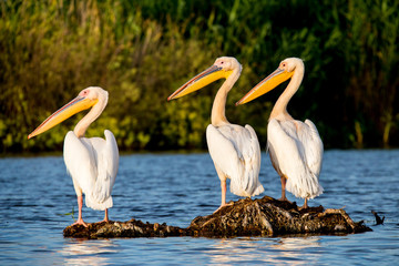 Pelican colony in Danube Delta Romania