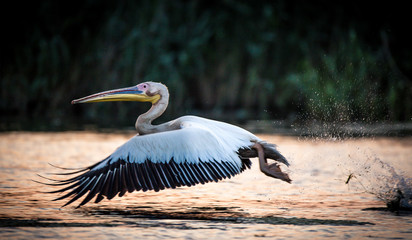 Pelican Flying in Danube Delta Romania