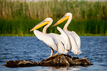 Pelicans in Danube Delta Romania