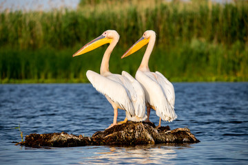 Pelicans in Danube Delta Romania