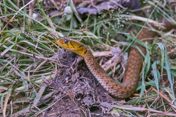 close up the head of a snake on grass