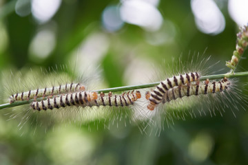caterpillars or hairy caterpillars are agricultural pests for farmer