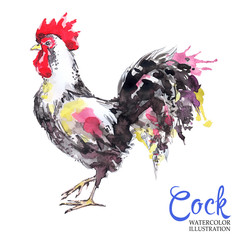 Watercolor drawing of rooster isolated on white background. Cute bird, cockerel or cock. Greeting card. - 173753043