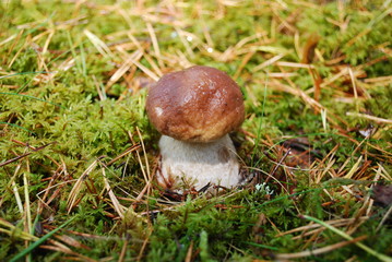 Boletus edulis (English: penny bun, cep, porcini) grow in the forest.