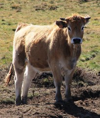 jeune vache de race Aubrac