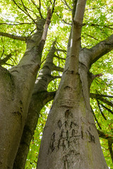 Fototapeta premium View from below of a horse chestnut tree with illegible letters and names carved in its trunk.