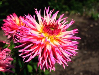 pretty dahlias