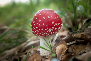 Fliegenpilz im Wald