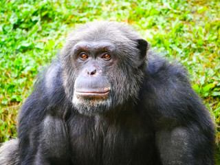 Chimpanzé