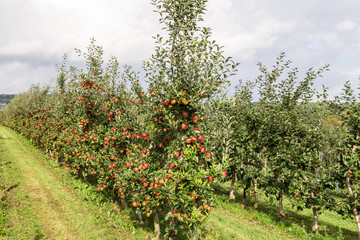 Fototapeta na wymiar Apfelbäume Obstplantage.