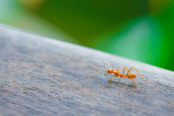 Ant standing on wooden floor