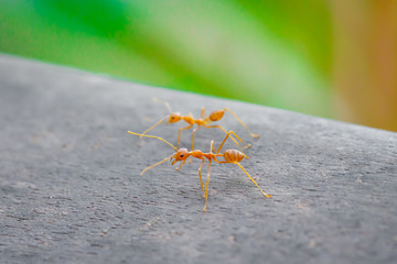 Ant standing on wooden floor