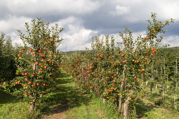 Fototapeta na wymiar Apfelbäume Obstplantage.