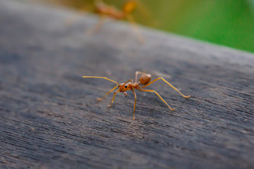 Ant standing on wooden floor