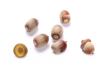 Acorns, nuts isolated on white background