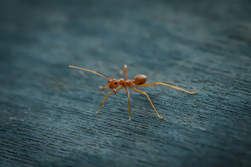 Ant standing on wooden floor