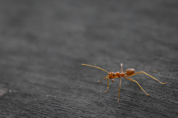 Ant standing on wooden floor
