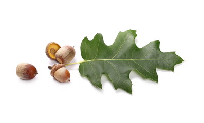 Acorns, nuts with leaf and branch, twig isolated on white background