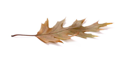 Dry acorn leaf isolated on white background