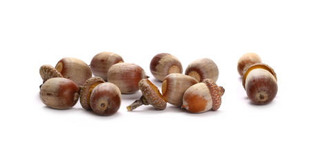 Obraz premium Acorns, nuts isolated on white background