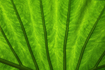 Green palm leaf close-up