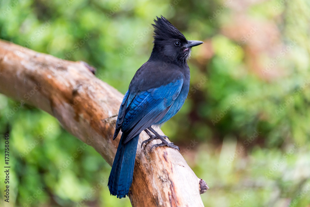Wall mural steller's jay (cyanocitta stelleri) in ucluelet, british columbia, canada
