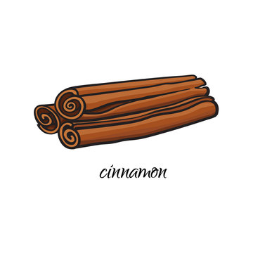 vector flat cartoon sketch style hand drawn dry cinnamon, canella sticks image. Isolated illustration on a white background. Spices , seasoning, flavorings, condiments and kitchen herbs concept.