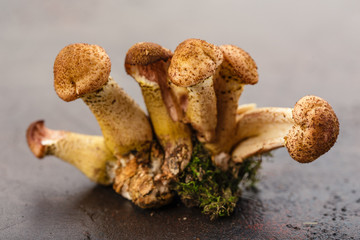 Mushrooms honey agarics