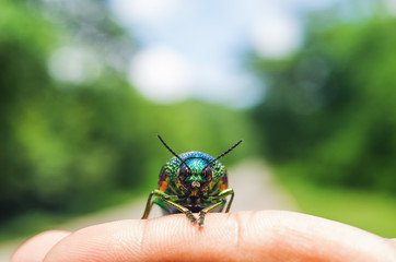 Metalic Wood Boring Beetle