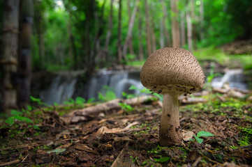 Mushrooms