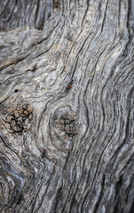 ants on bark of olive tree