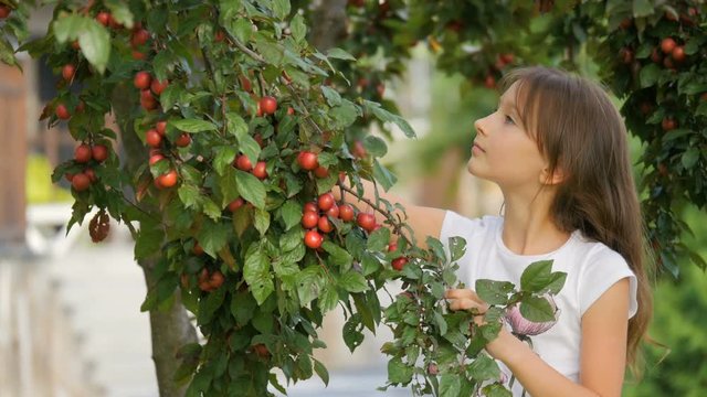 A cute young girl in the garden. The girl admires the fruits of the tree.