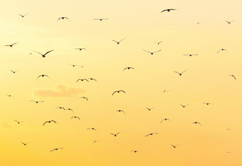 Flock of seagulls flying in the beautiful sky.