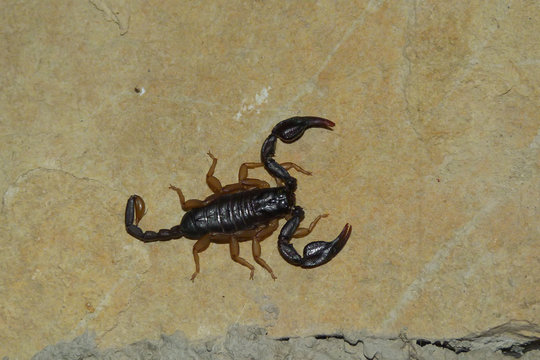 Scorpione (Euscorpius  flavipes) - ritratto