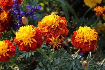 yellow and brown petals of Tagetes Patula