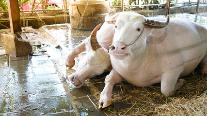 Two asian albino buffalo or white buffalo sitting in indoor farm. Albino buffalo chain with robe resting after all day long for work.